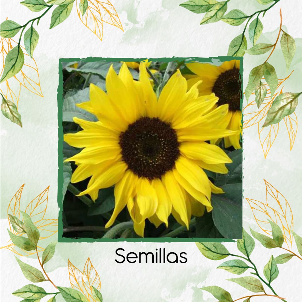 GENERICO - 240 Semillas Orgánicas De Flor Girasol Bambino