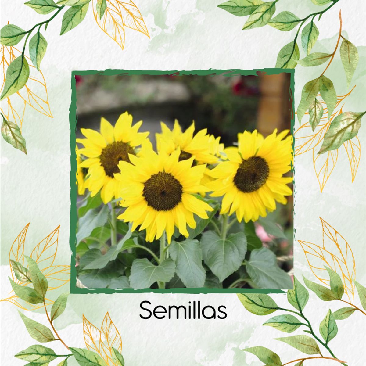 GENERICO - 240 Semillas Orgánicas De Flor Girasol Bambino