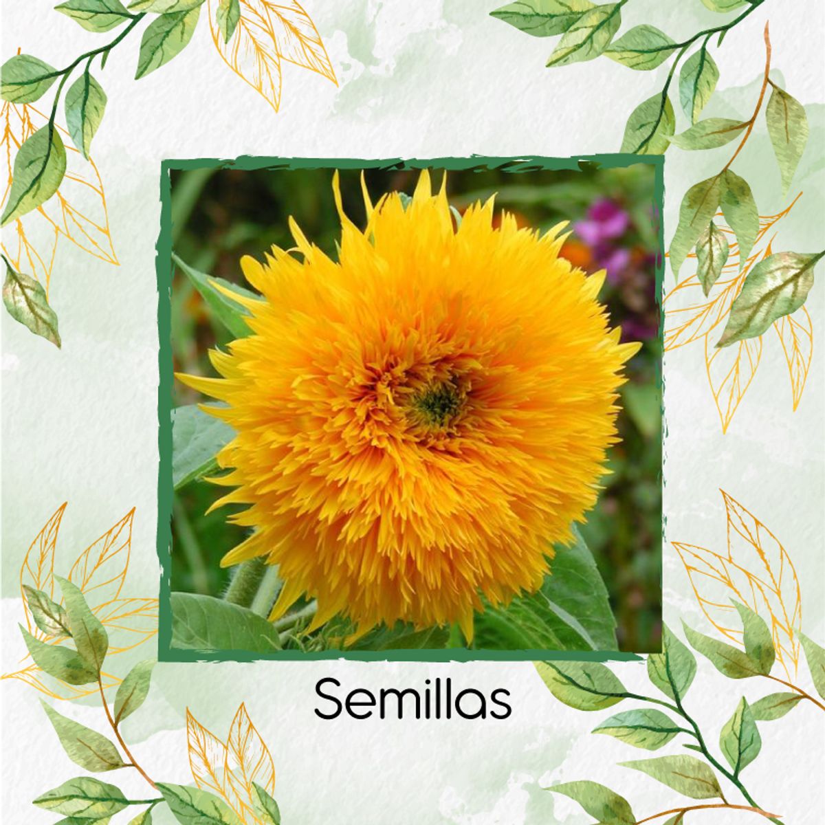 GENERICO - 400 Semillas Orgánicas De Flor Girasol Enano