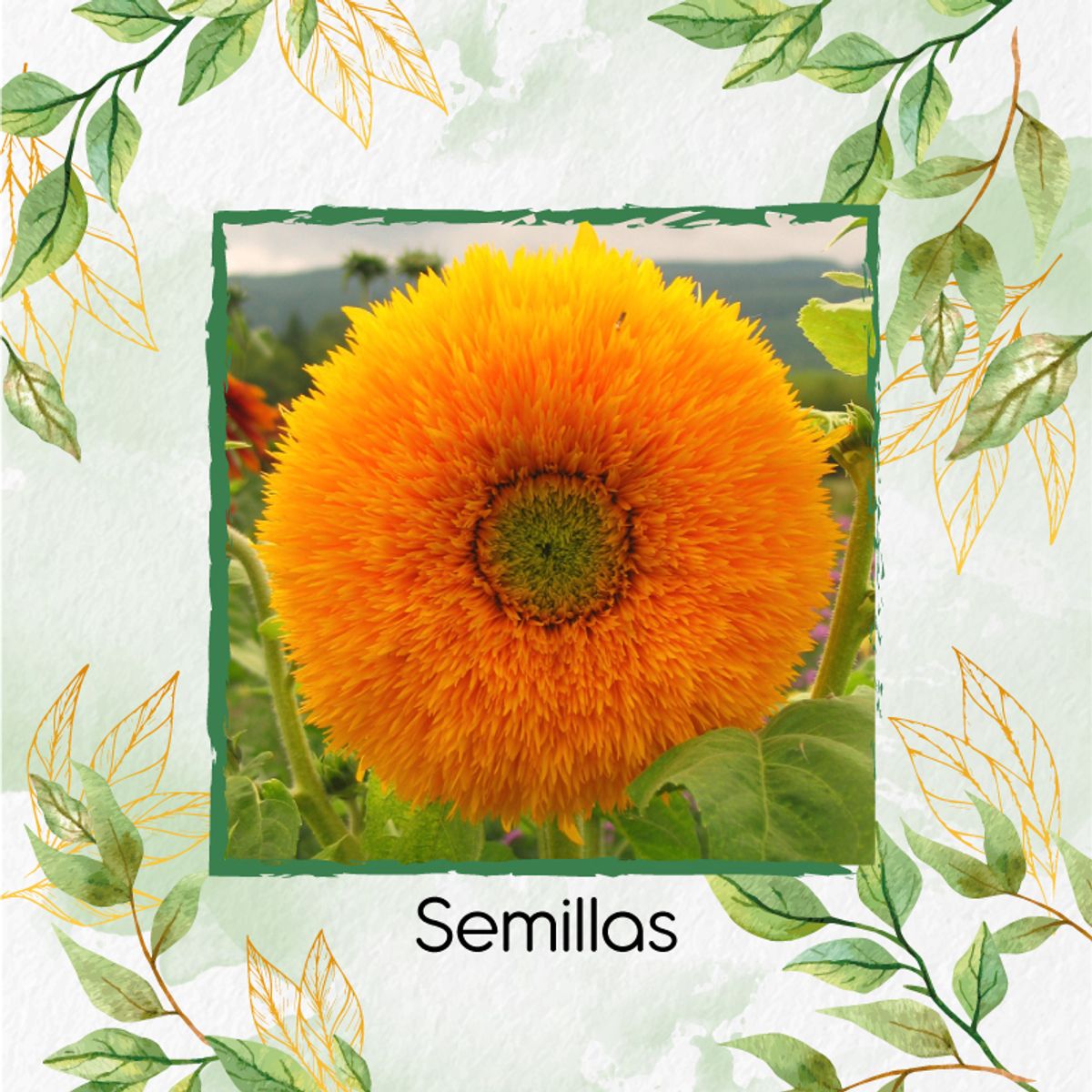 GENERICO - 400 Semillas Orgánicas De Flor Girasol Enano