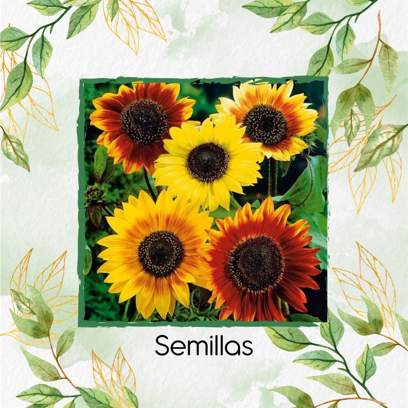 GENERICO - 20 Semillas De Flor Girasol Belleza De Otoño