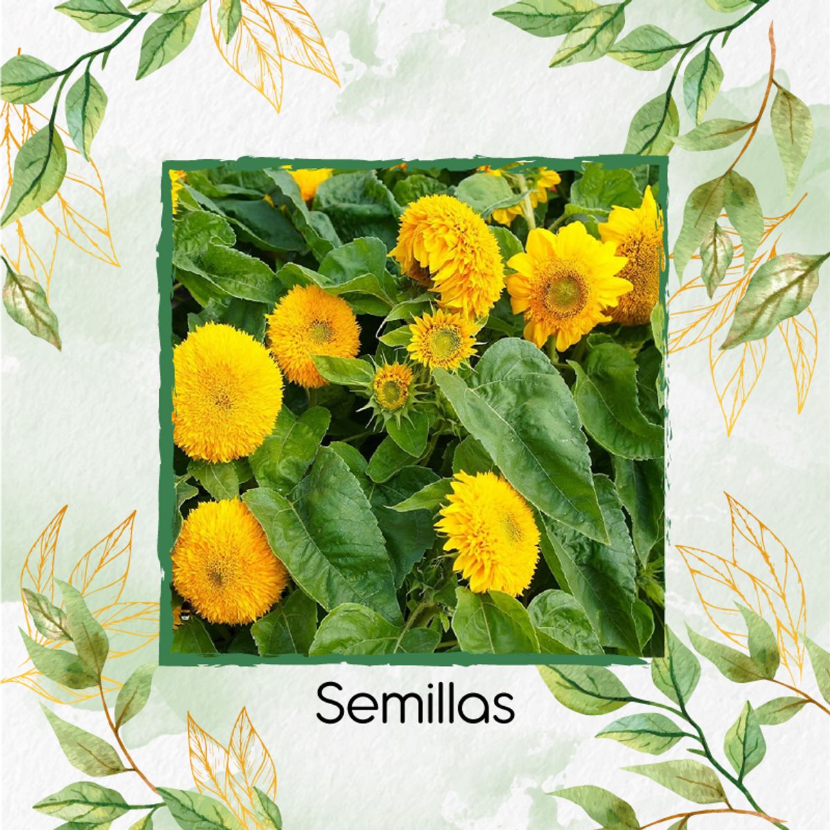 GENERICO - 40 Semillas Orgánicas De Flor Girasol Mix Enanos