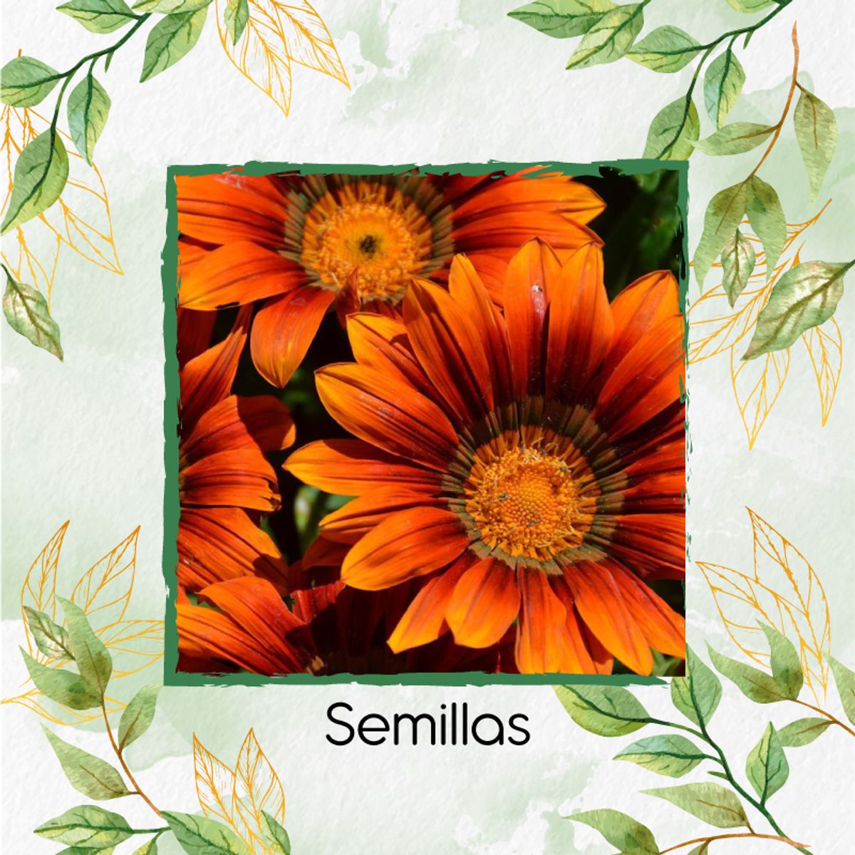 GENERICO - 5 Semillas Orgánicas De Flor Girasol Mix Naranjas