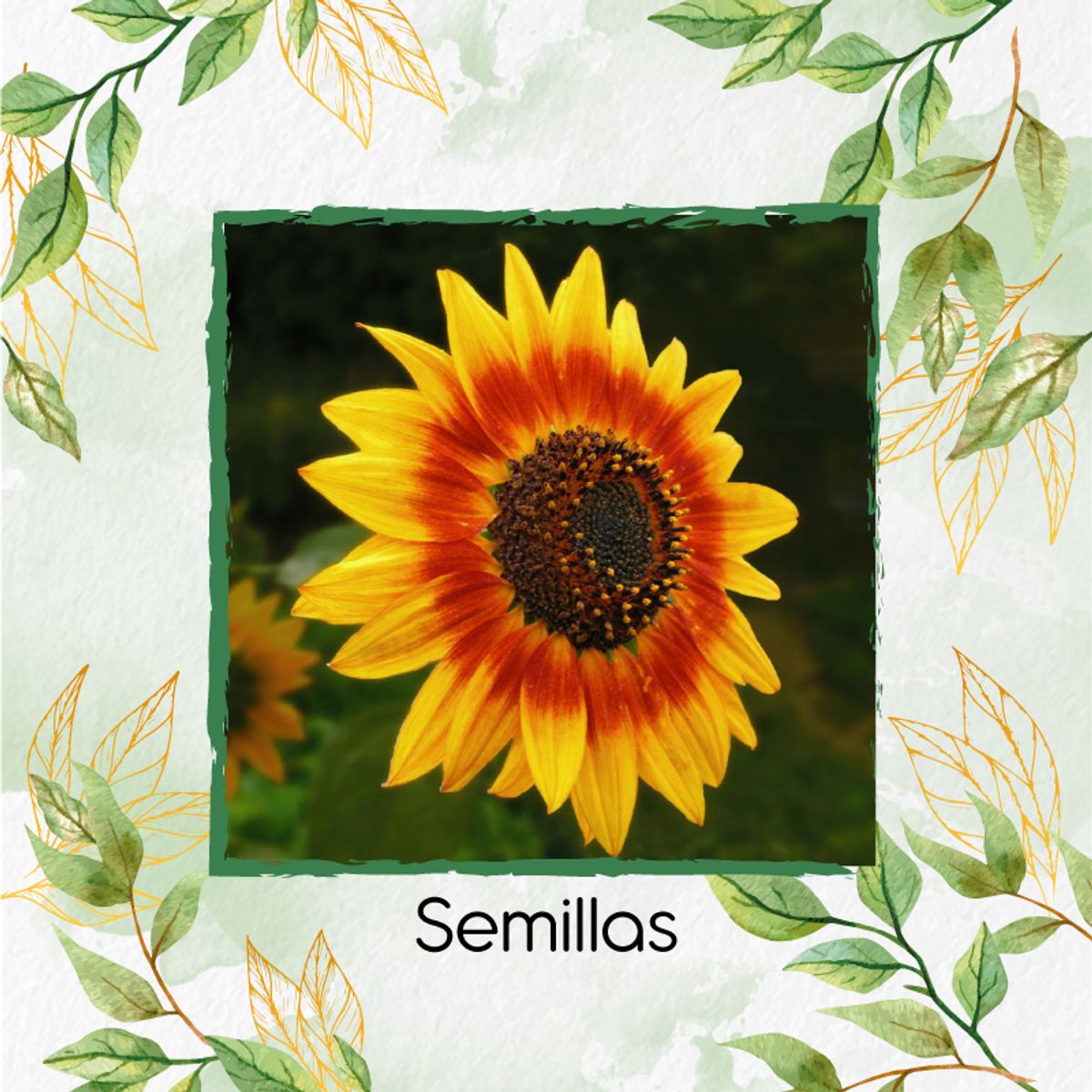 GENERICO - 25 Semillas Orgánicas De Flor Girasol Mix