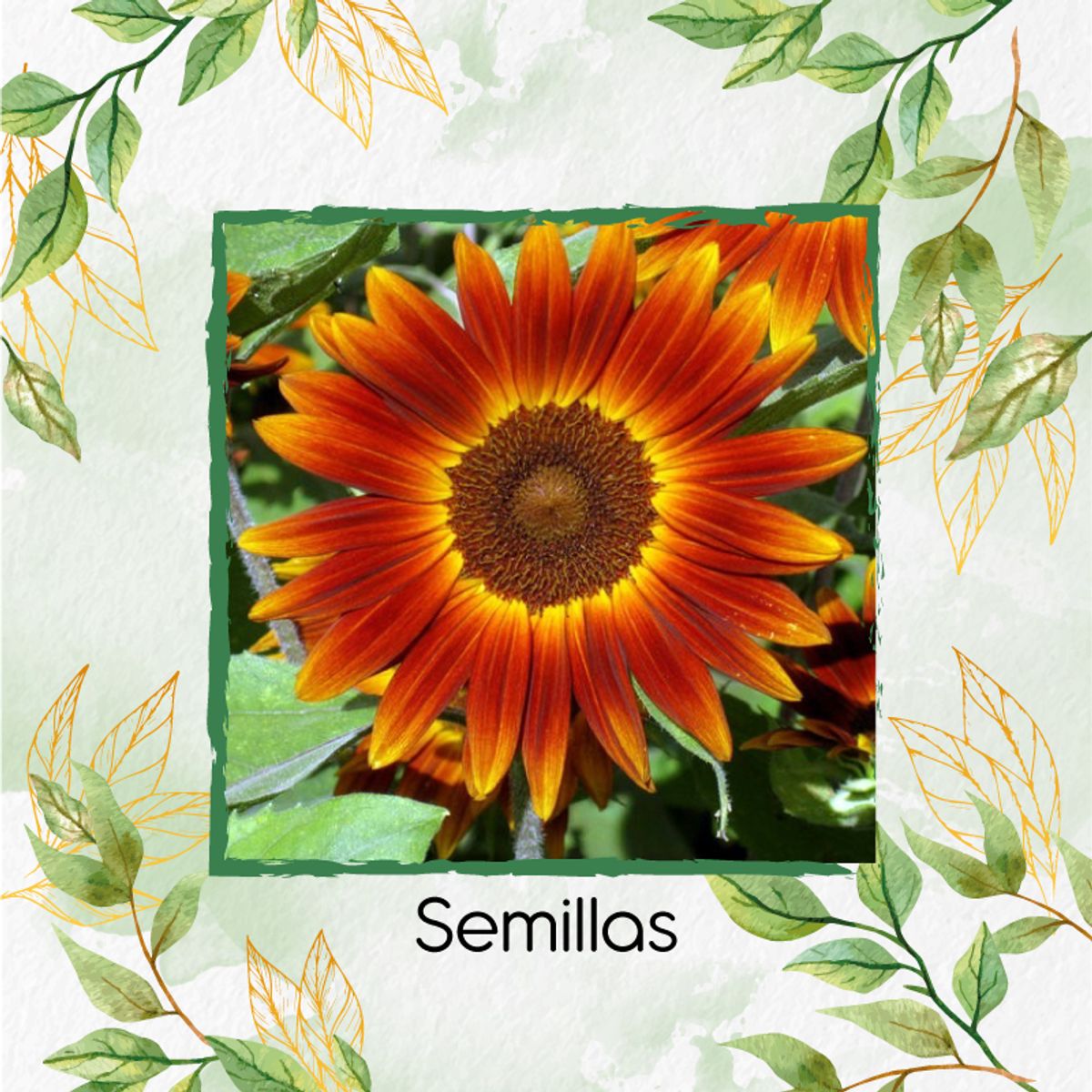 GENERICO - 25 Semillas Orgánicas De Flor Girasol Mix