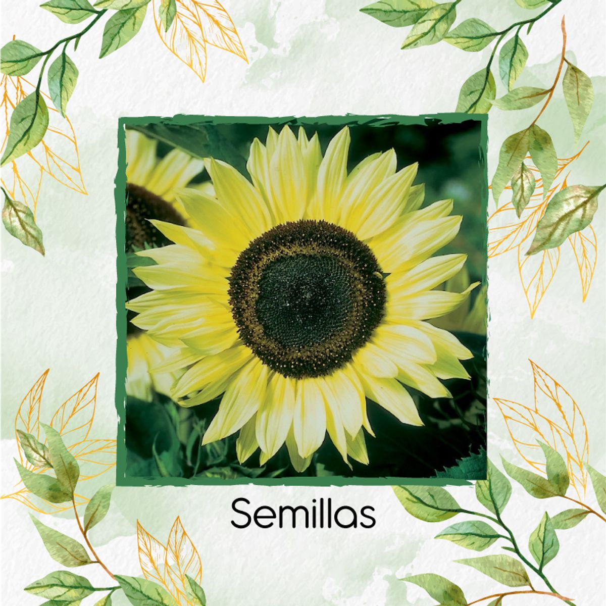 GENERICO - 5 Semillas Orgánicas De Flor Girasol Monshine