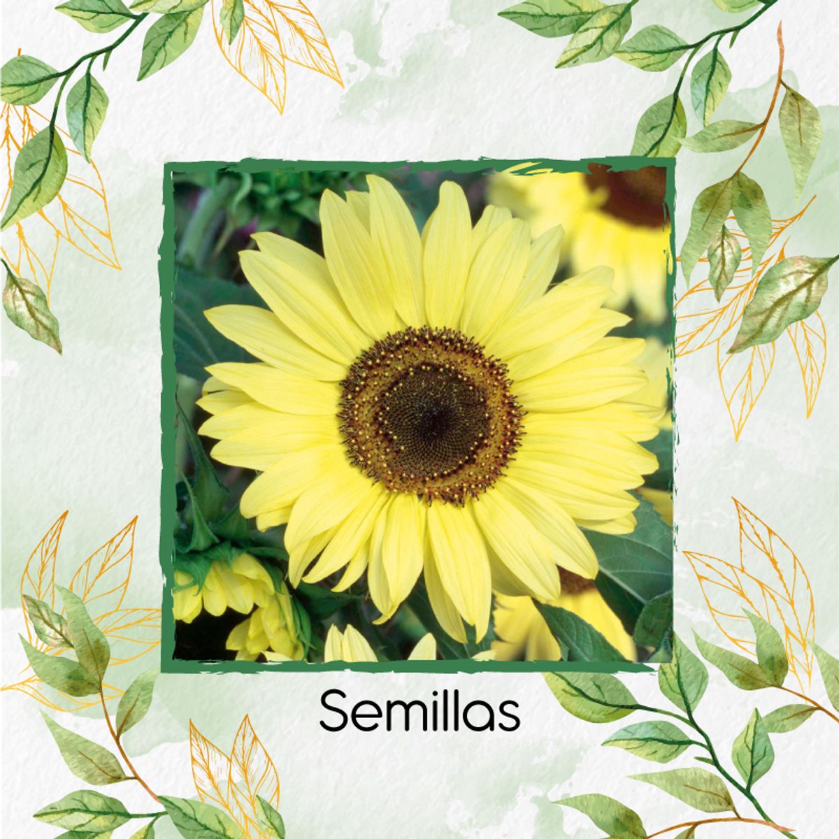 GENERICO - 5 Semillas Orgánicas De Flor Girasol Monshine
