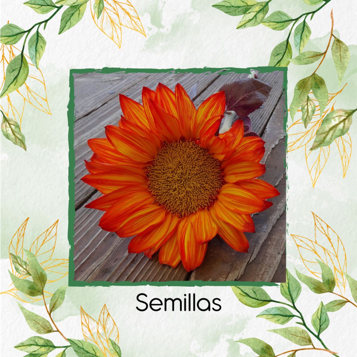 GENERICO - 12 Semillas Orgánicas De Flor Girasol Naranja