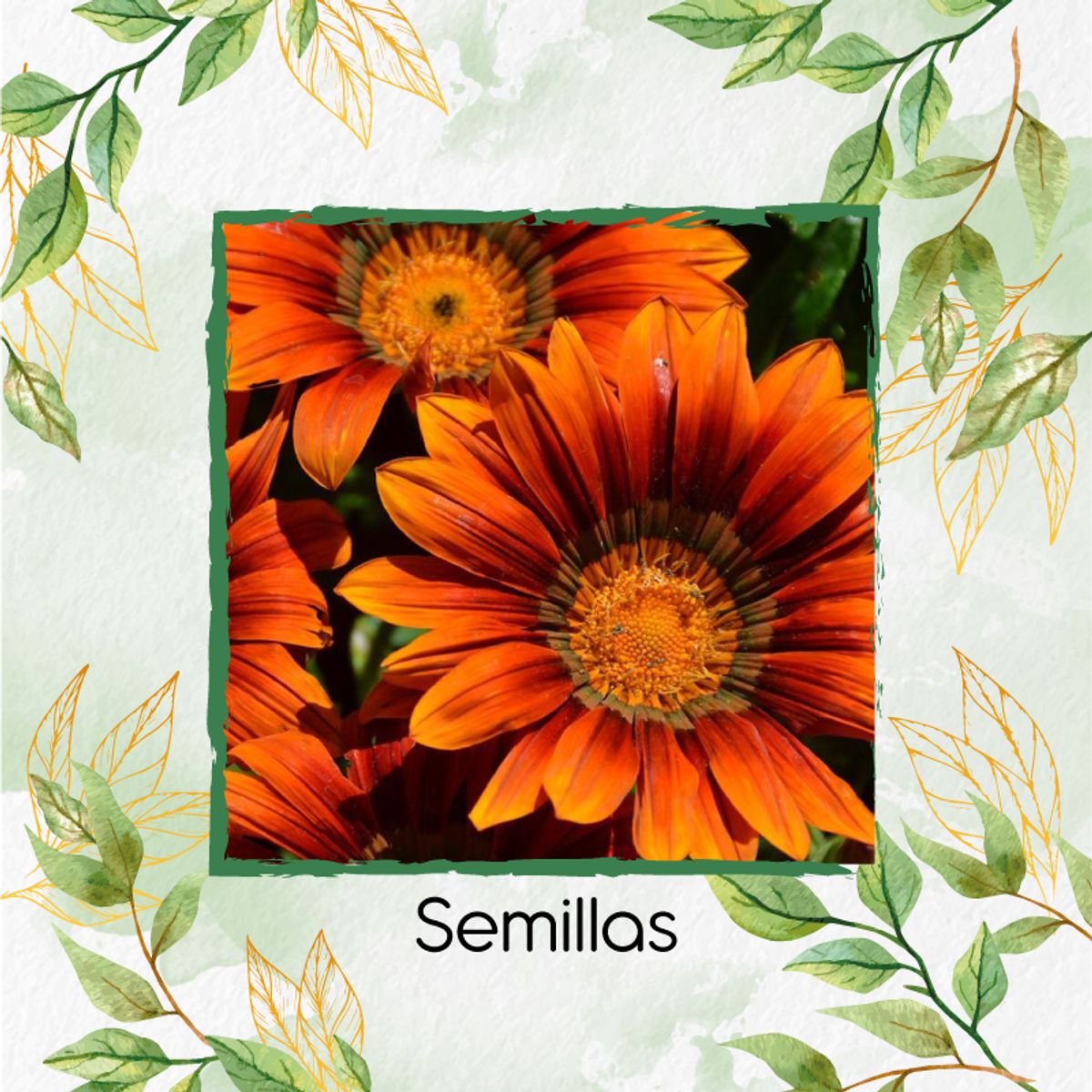 GENERICO - 12 Semillas Orgánicas De Flor Girasol Naranja