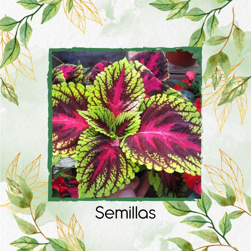 GENERICO - 180 Semillas Orgánicas De Flor Gitana
