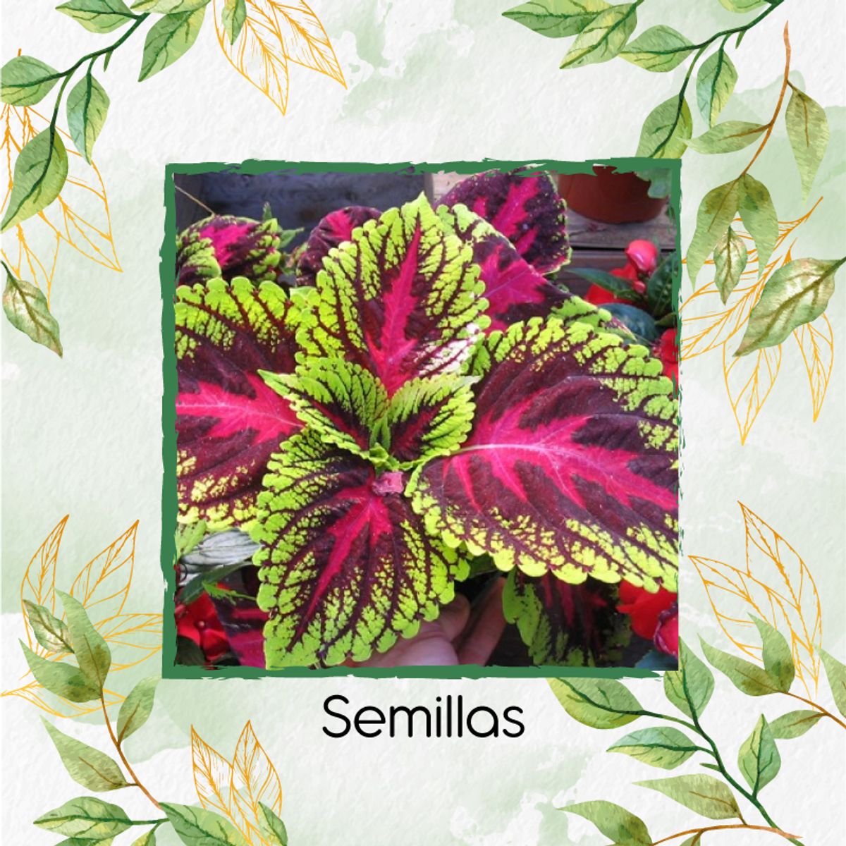 GENERICO - 3.650 Semillas Orgánicas De Flor Gitana