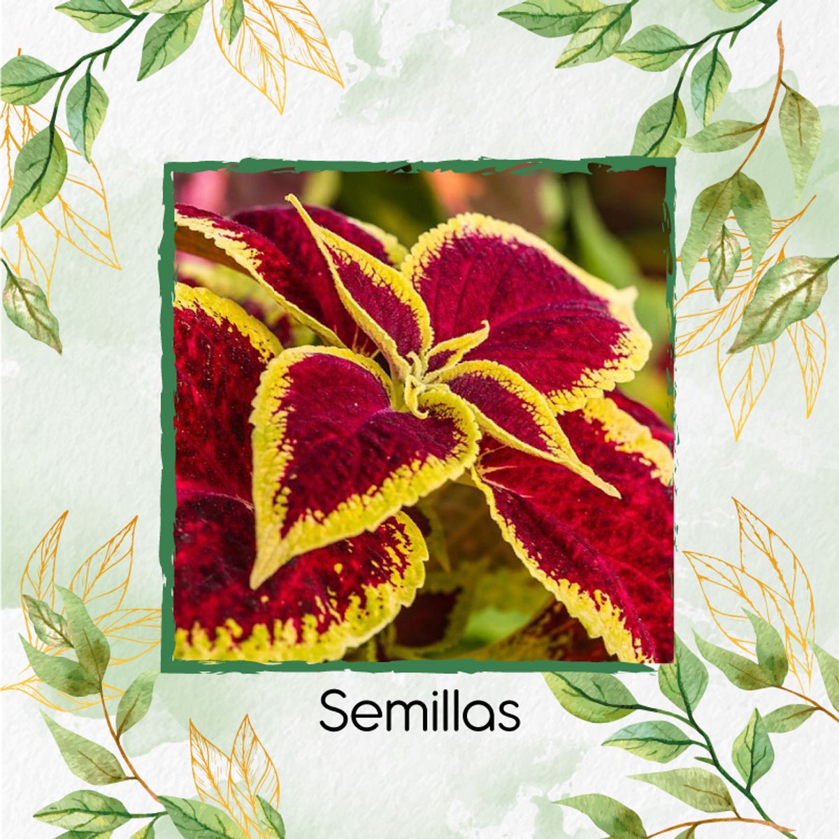 GENERICO - 3.650 Semillas Orgánicas De Flor Gitana