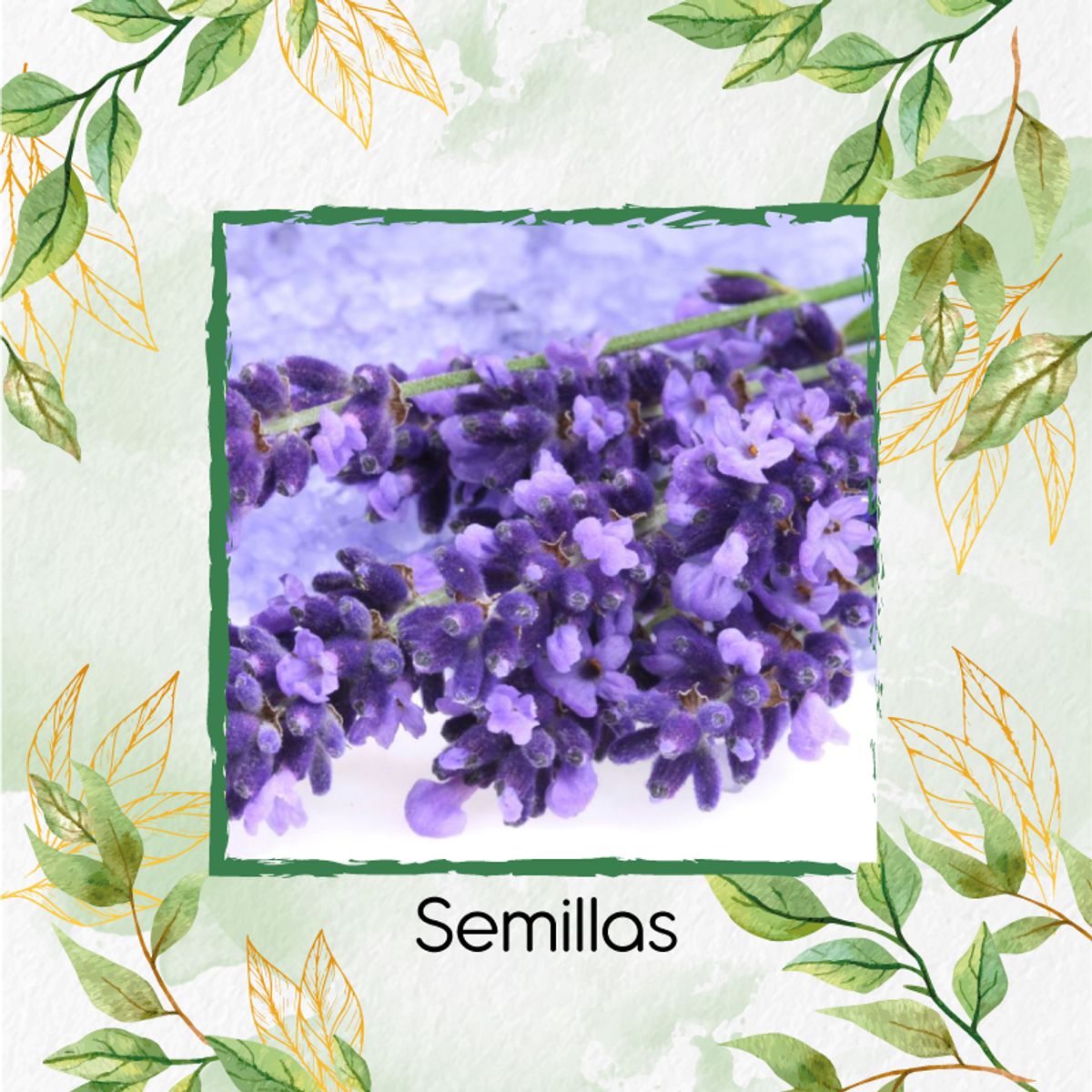 GENERICO - 1.000 Semillas Orgánicas De Flor Lavanda