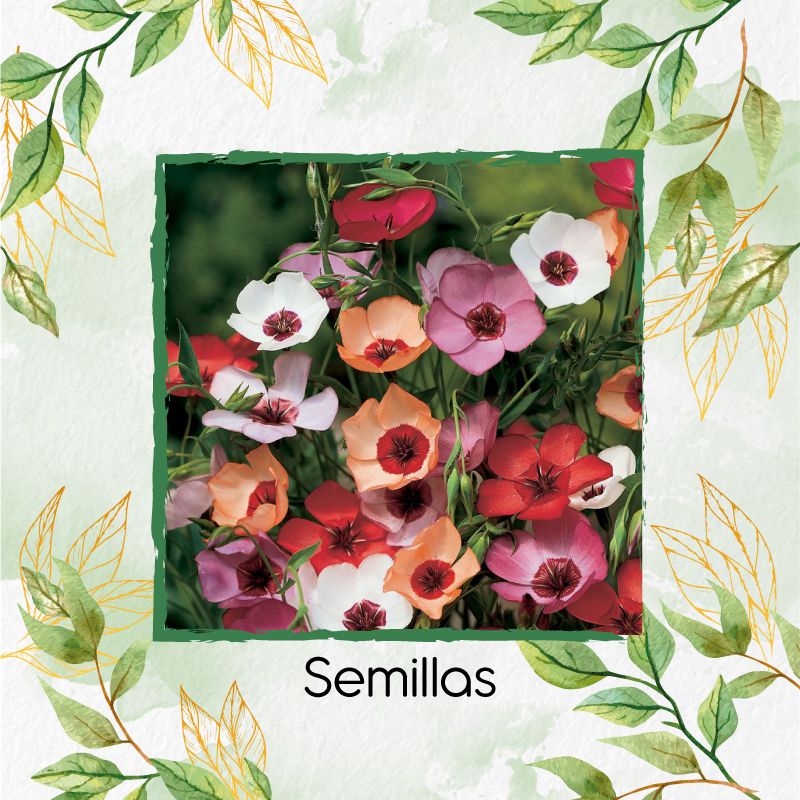 GENERICO - 25 Semillas Orgánicas De Flor Lino