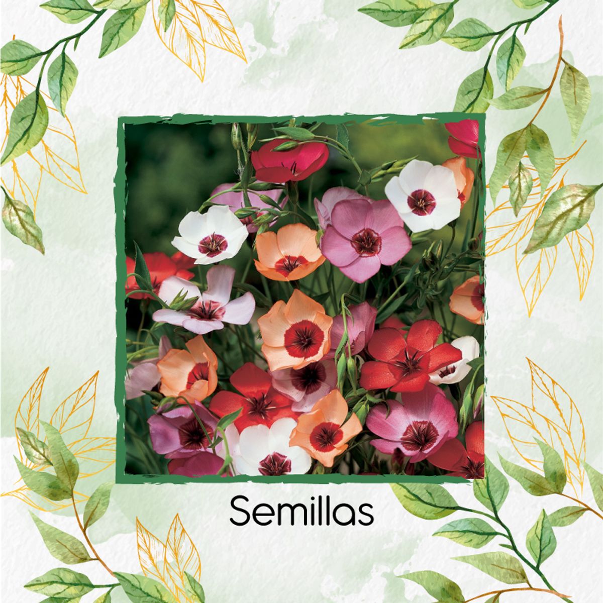 GENERICO - 500 Semillas Orgánicas De Flor Lino