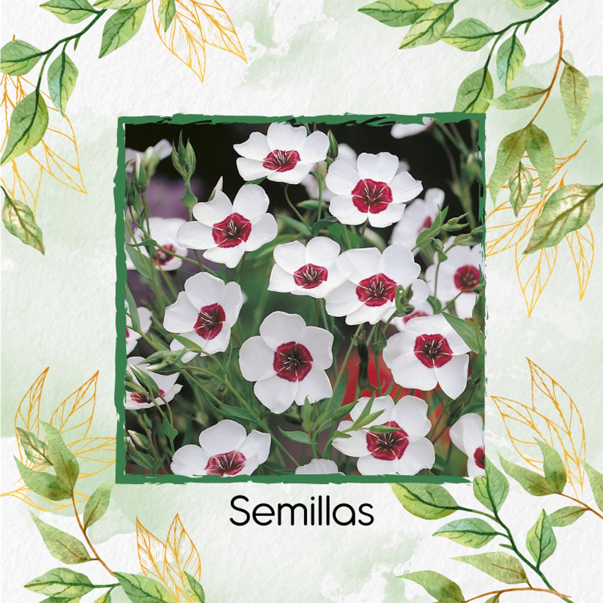 GENERICO - 500 Semillas Orgánicas De Flor Lino