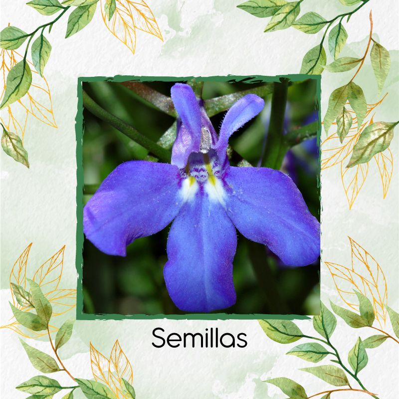 GENERICO - 25 Semillas Orgánicas De Flor Lobelia