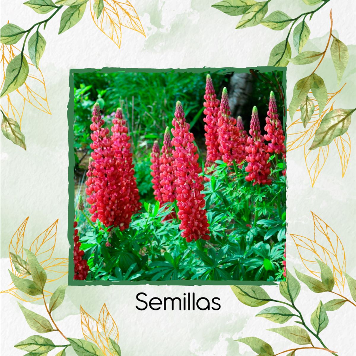 GENERICO - 35 Semillas Orgánicas De Flor Lupinus Altramuz