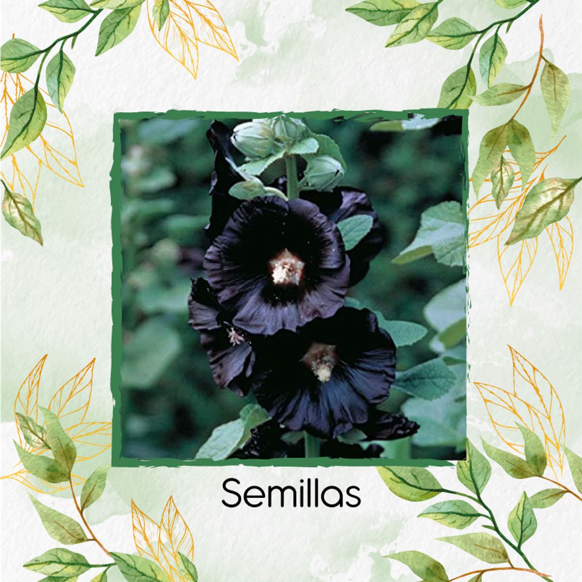 GENERICO - 15 Semillas Orgánicas De Flor Malva Real