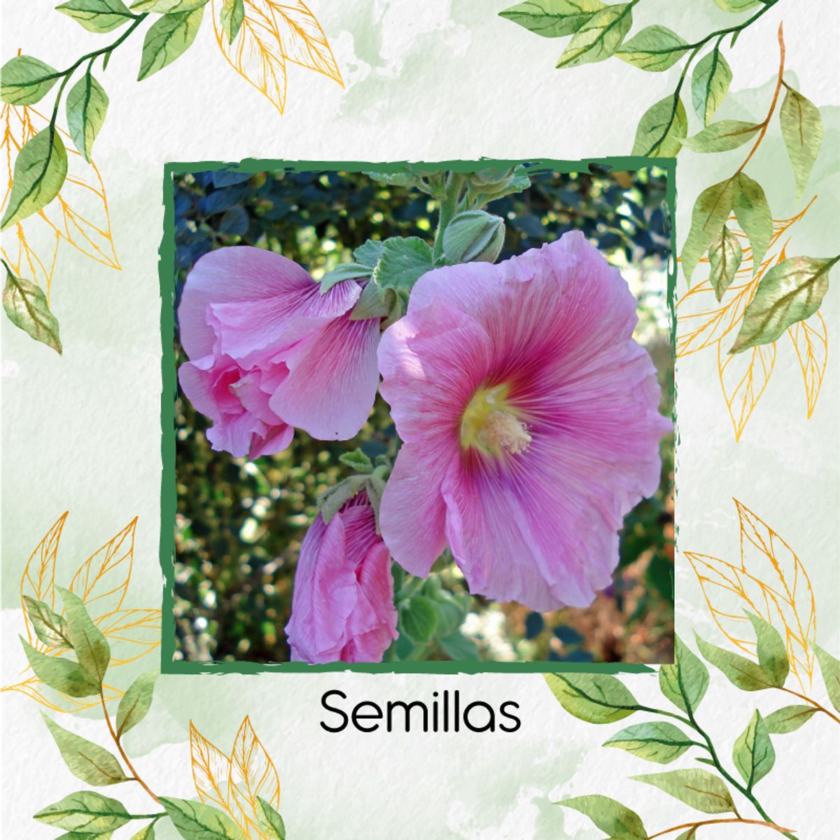 GENERICO - 15 Semillas Orgánicas De Flor Malva Real