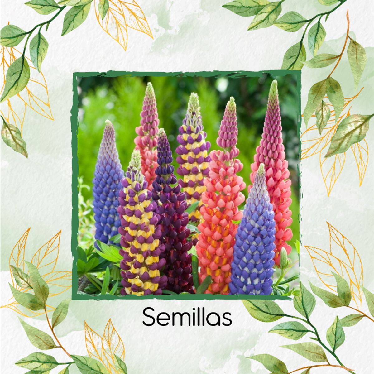 GENERICO - 1.400 Semillas Orgánicas De Flor Lupinus Altramuz