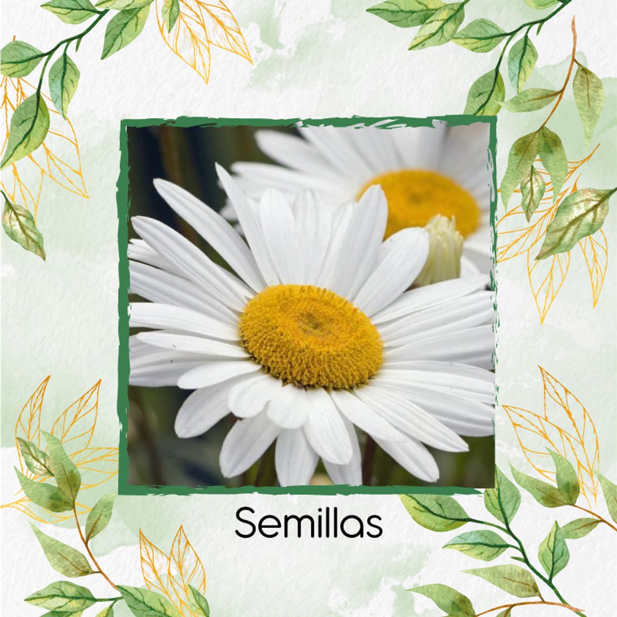 GENERICO - 280 Semillas Orgánicas De Flor Margarita Crisantemo