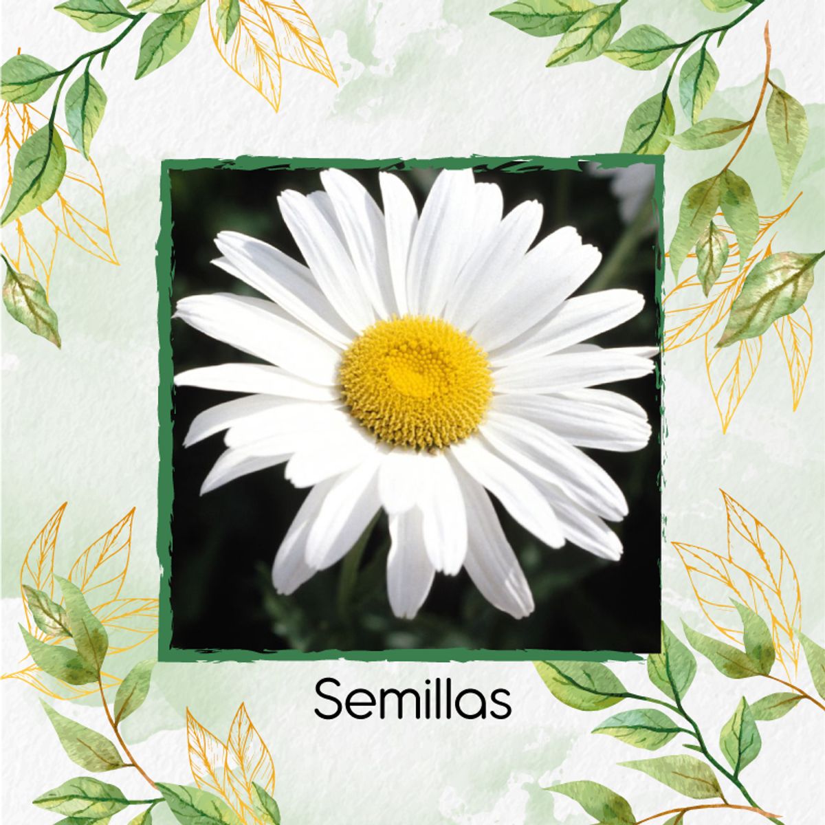 GENERICO - 2.800 Semillas Orgánicas De Flor Margarita Crisantemo
