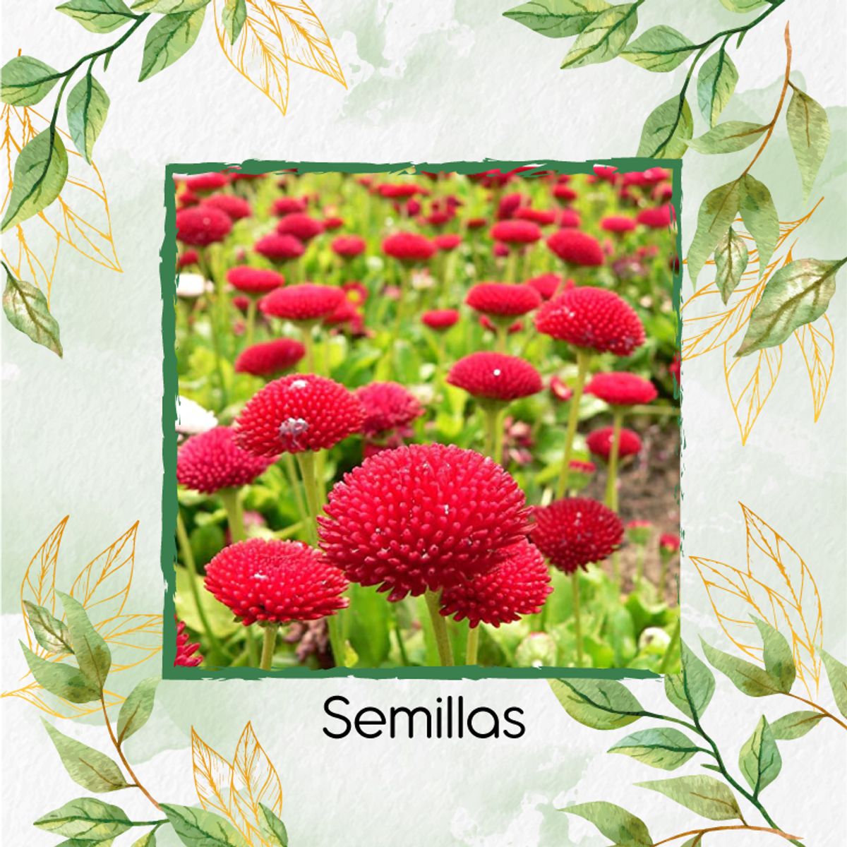 GENERICO - 1.000 Semillas Orgánicas De Flor Margarita Inglesa