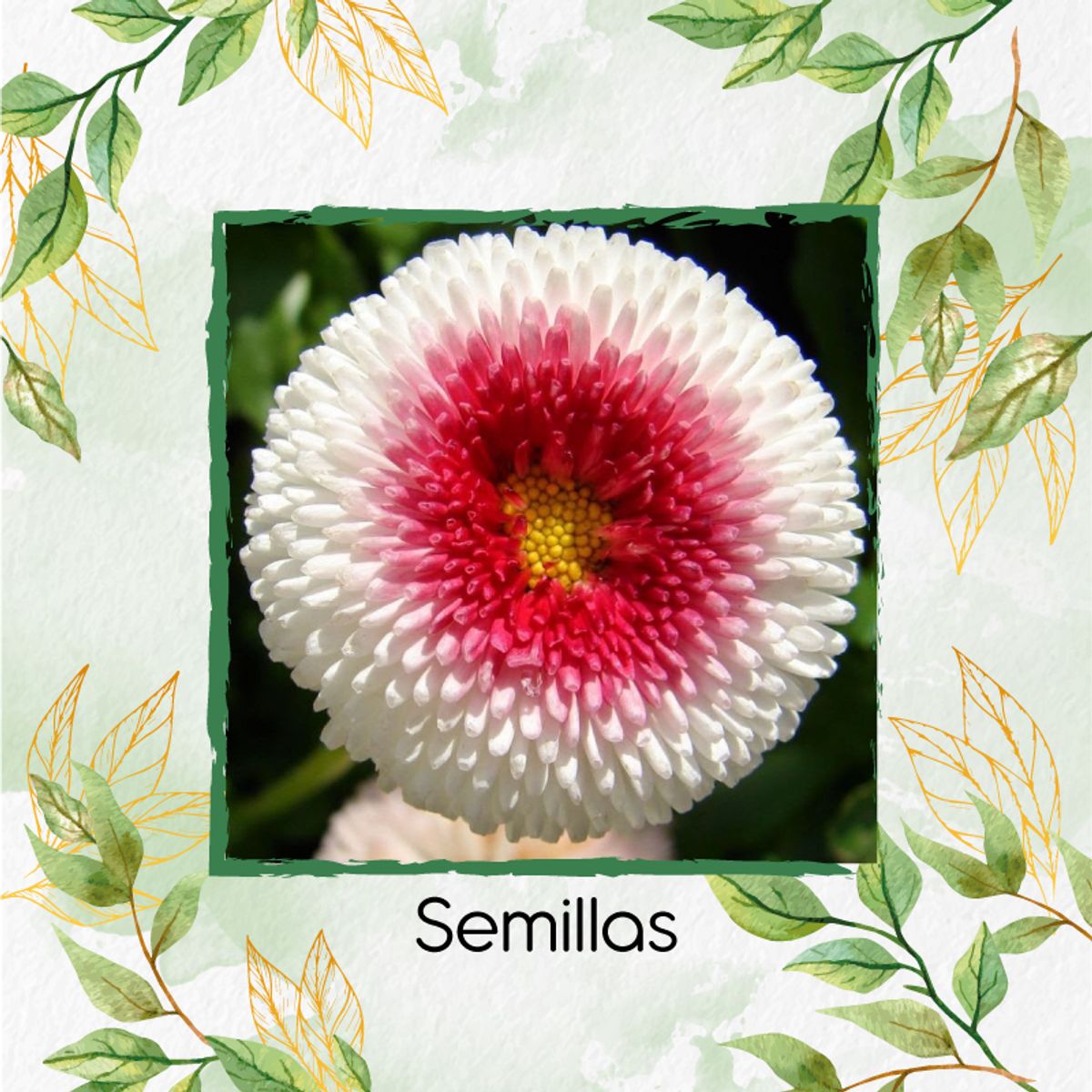 GENERICO - 1.000 Semillas Orgánicas De Flor Margarita Inglesa