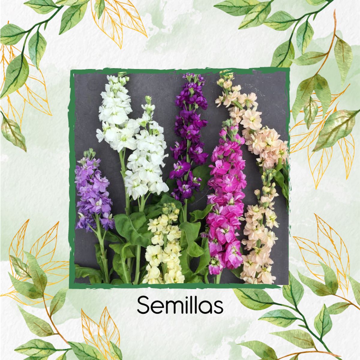 GENERICO - 1.600 Semillas Orgánicas De Flor Matthiola Incana