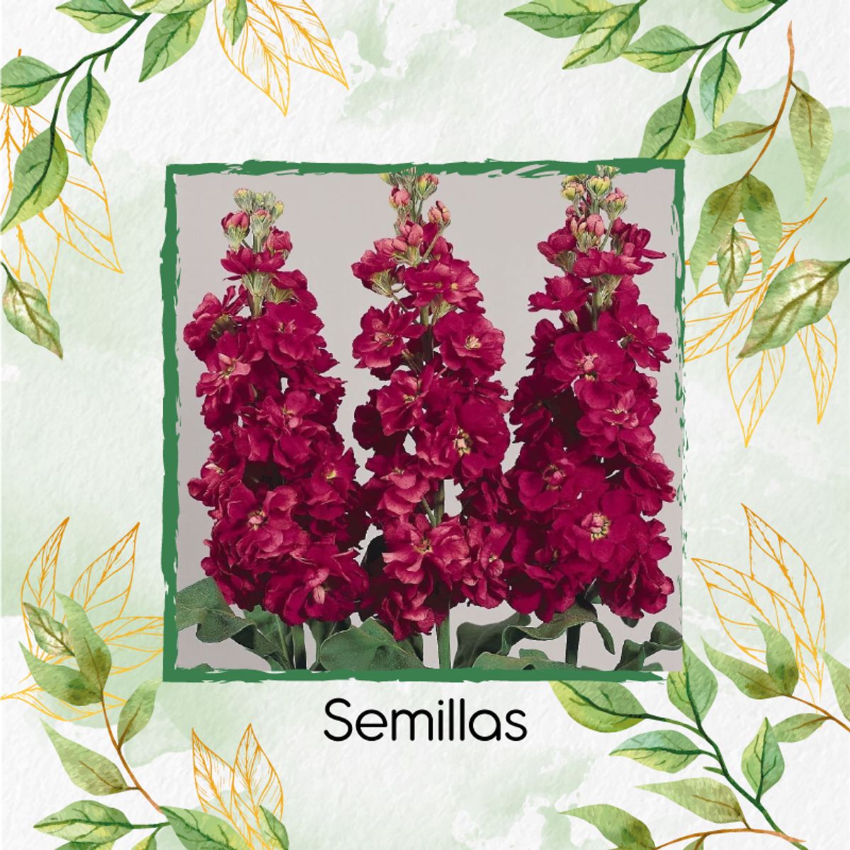 GENERICO - 1.600 Semillas Orgánicas De Flor Matthiola Incana