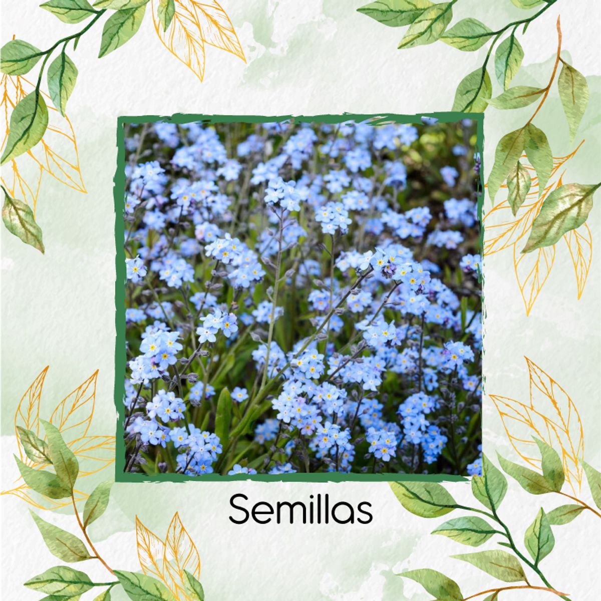 GENERICO - 500 Semillas Orgánicas De Flor No Me Olvides Azul