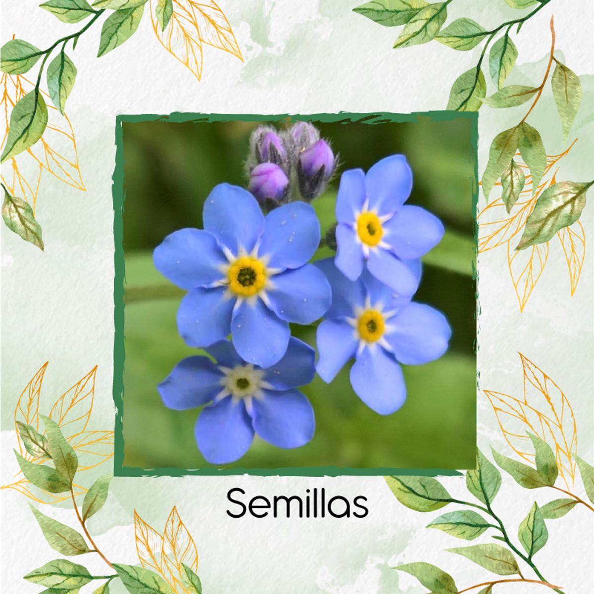 GENERICO - 2.000 Semillas Orgánicas De Flor No Me Olvides Azul