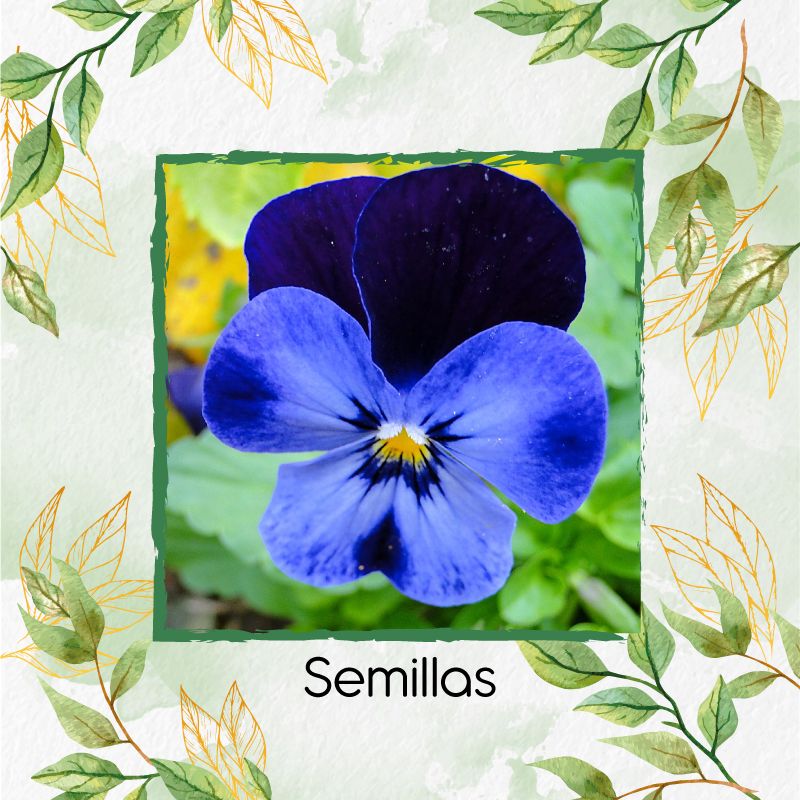 GENERICO - 100 Semillas Orgánicas De Flor Pensamiento Azul