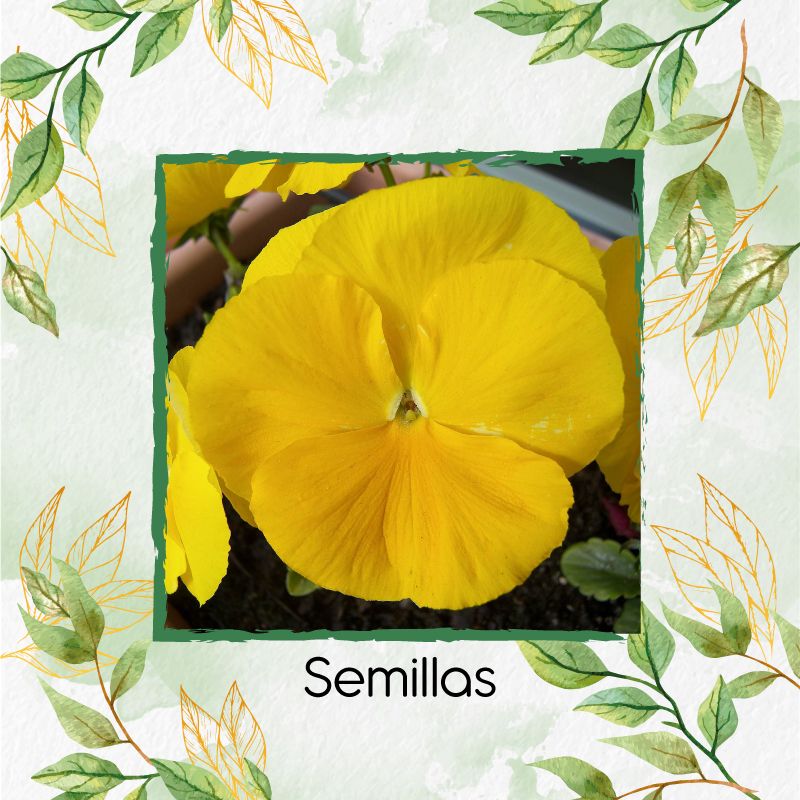 GENERICO - 100 Semillas Orgánicas De Flor Pensamiento Amarillo