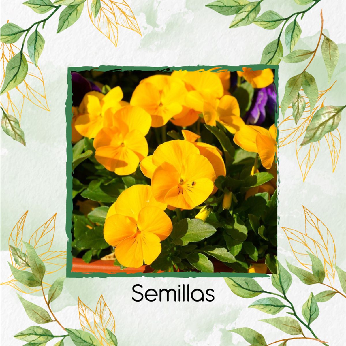 GENERICO - 200 Semillas Orgánicas De Flor Pensamiento Amarillo