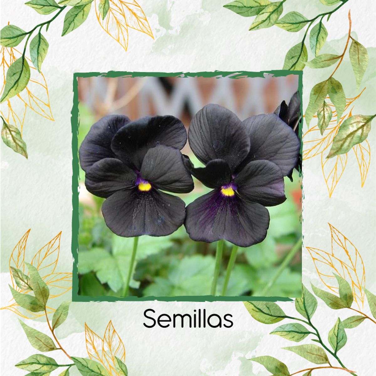 GENERICO - 2.000 Semillas Orgánicas De Flor Pensamiento Casi Negro