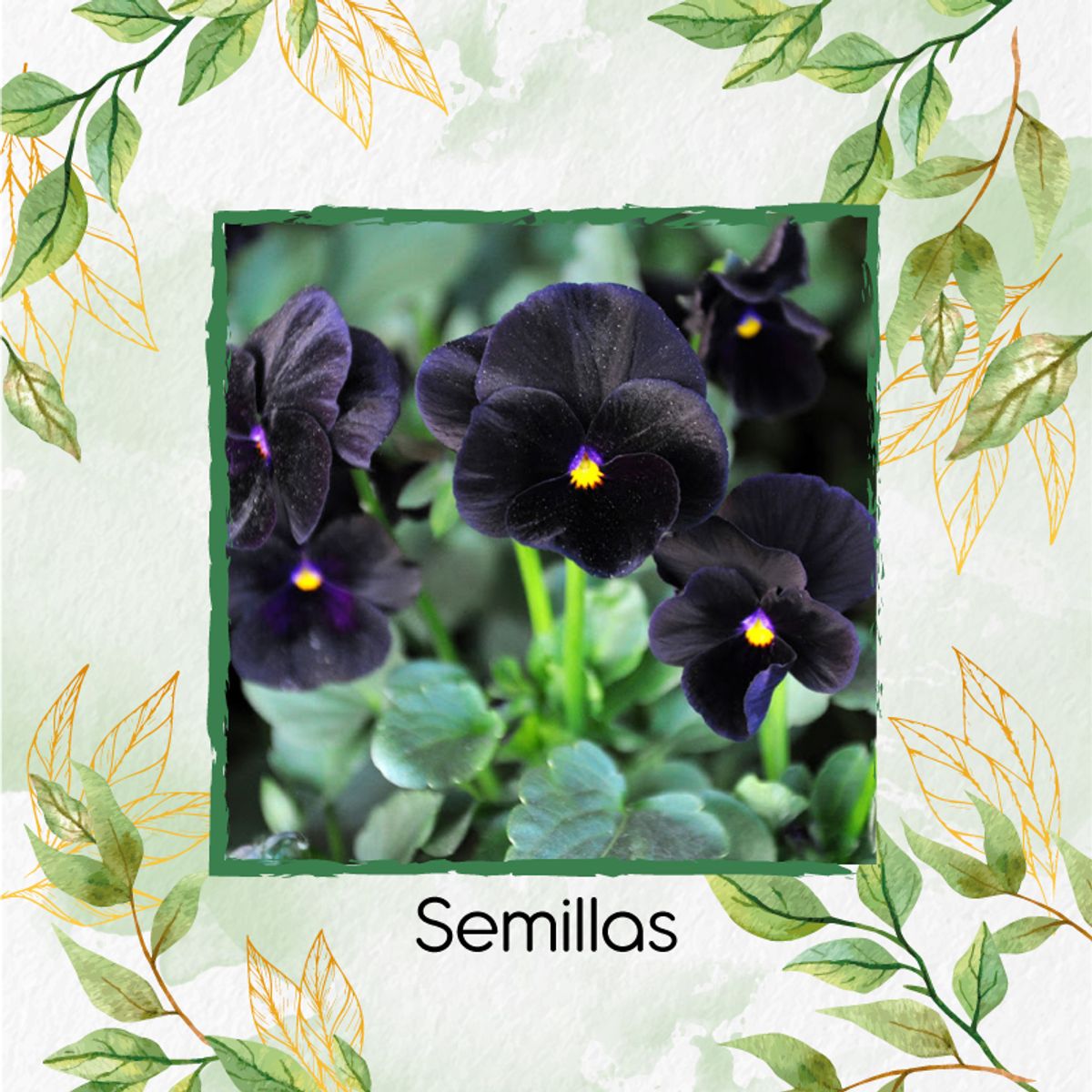 GENERICO - 2.000 Semillas Orgánicas De Flor Pensamiento Casi Negro