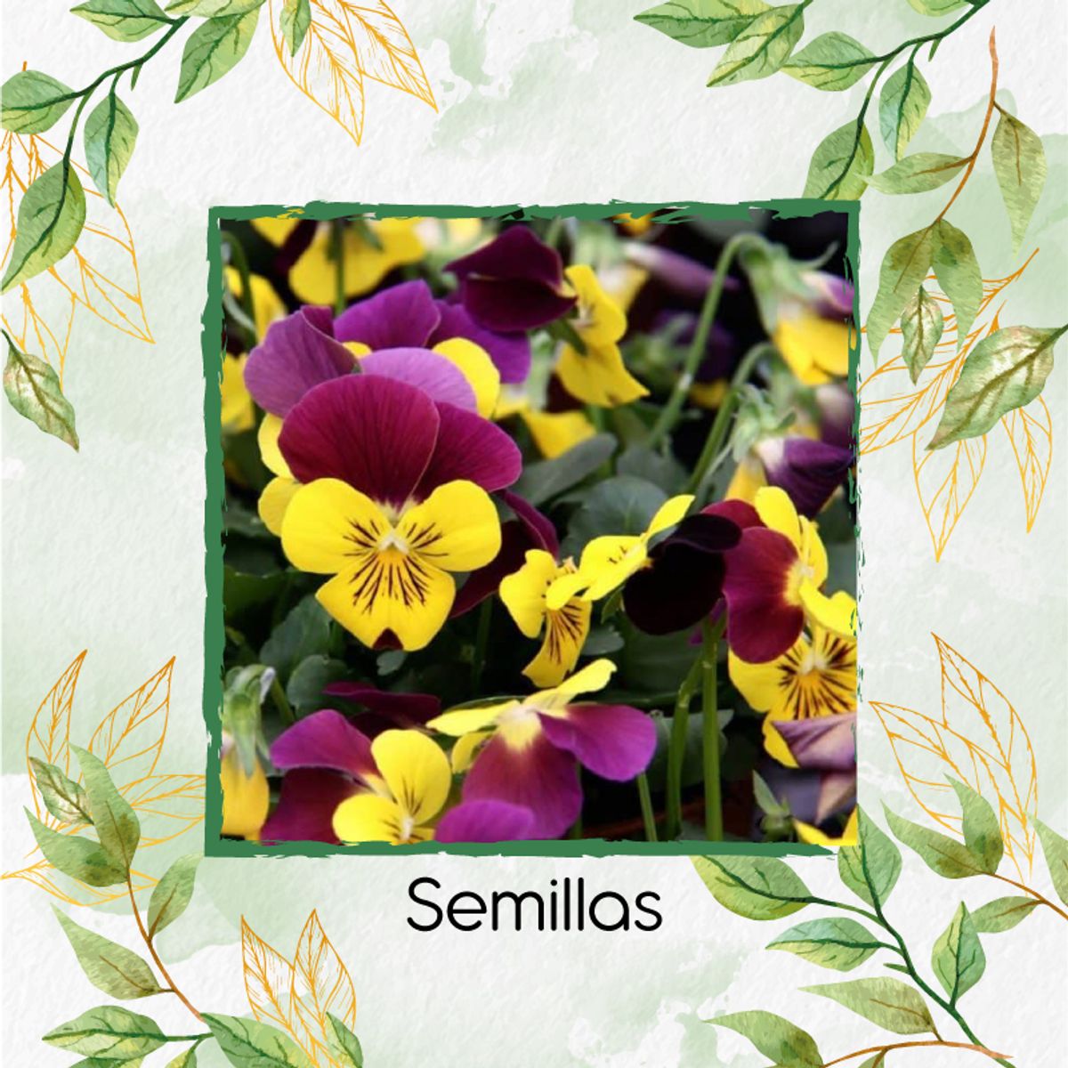 GENERICO - 25 Semillas Orgánicas De Flor Pensamiento Cornuta