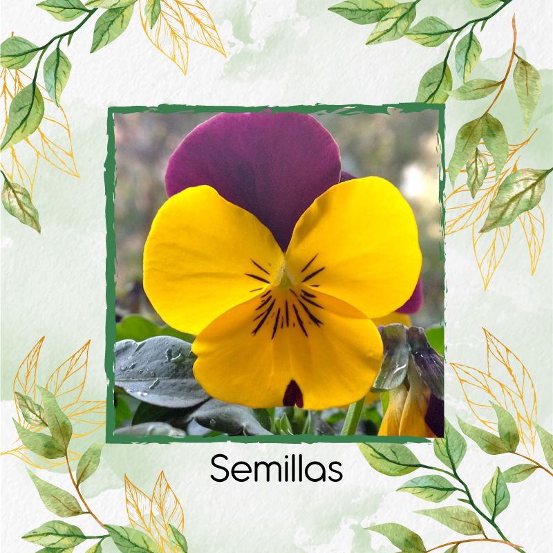 GENERICO - 50 Semillas Orgánicas De Flor Pensamiento Cornuta