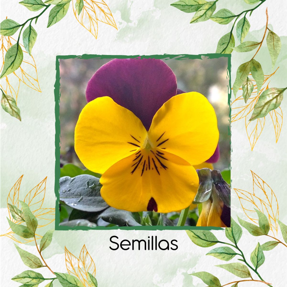 GENERICO - 100 Semillas Orgánicas De Flor Pensamiento Cornuta