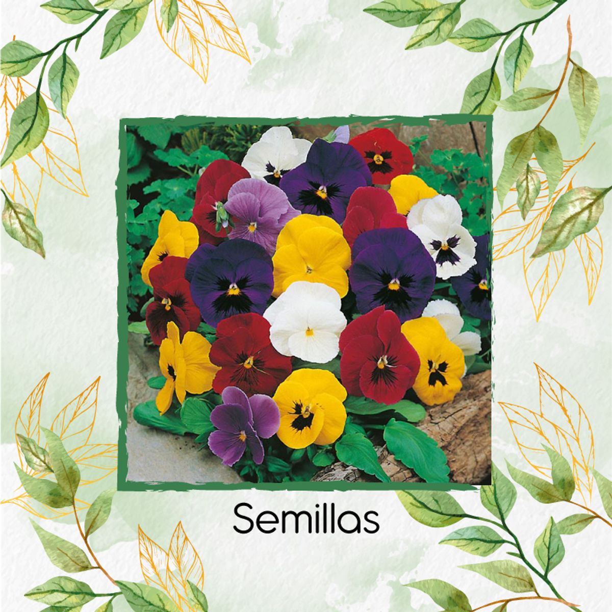 GENERICO - 25 Semillas Orgánicas De Flor Viola Pensamiento Holanda