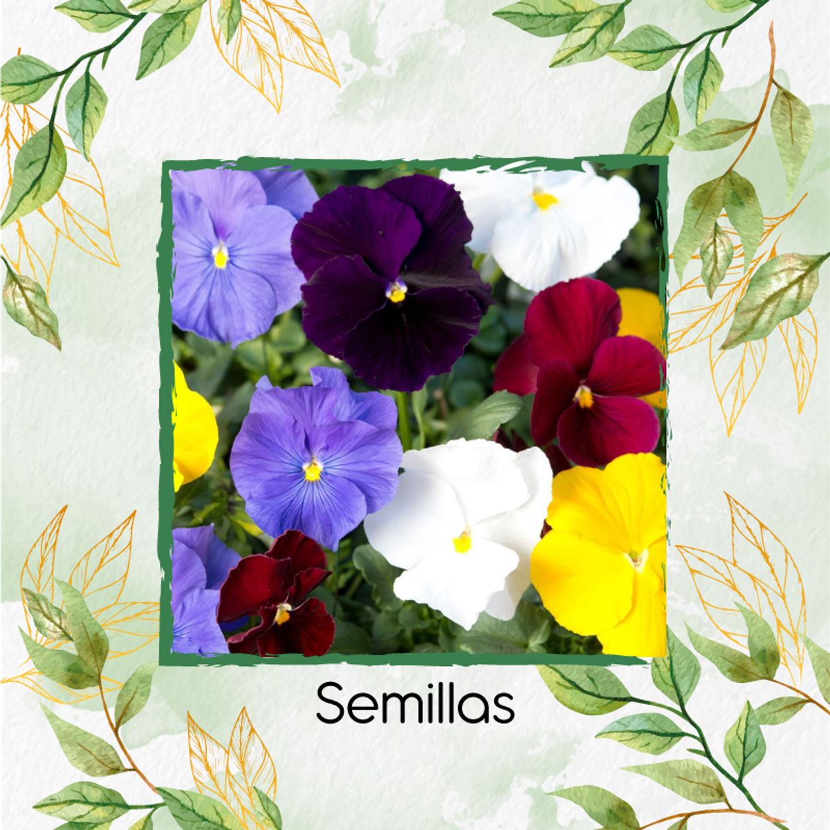 GENERICO - 25 Semillas Orgánicas De Flor Viola Pensamiento Holanda