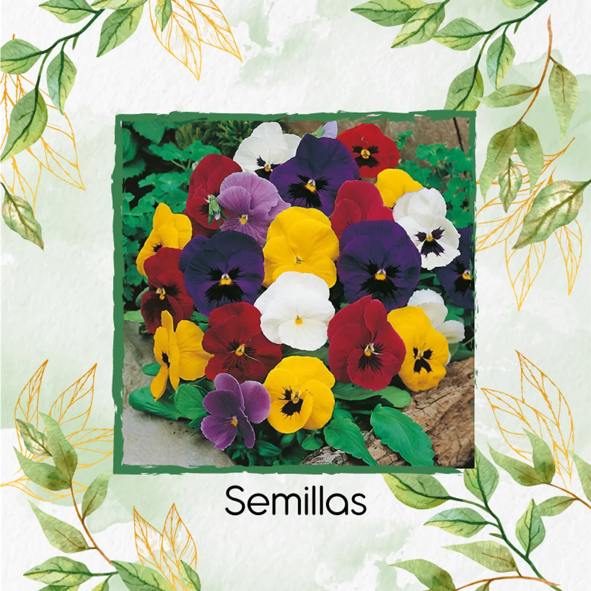 GENERICO - 50 Semillas Orgánicas De Flor Viola Pensamiento Holanda