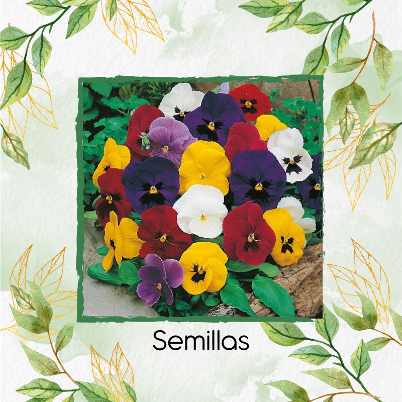GENERICO - 200 Semillas Orgánicas De Flor Viola Pensamiento Holanda