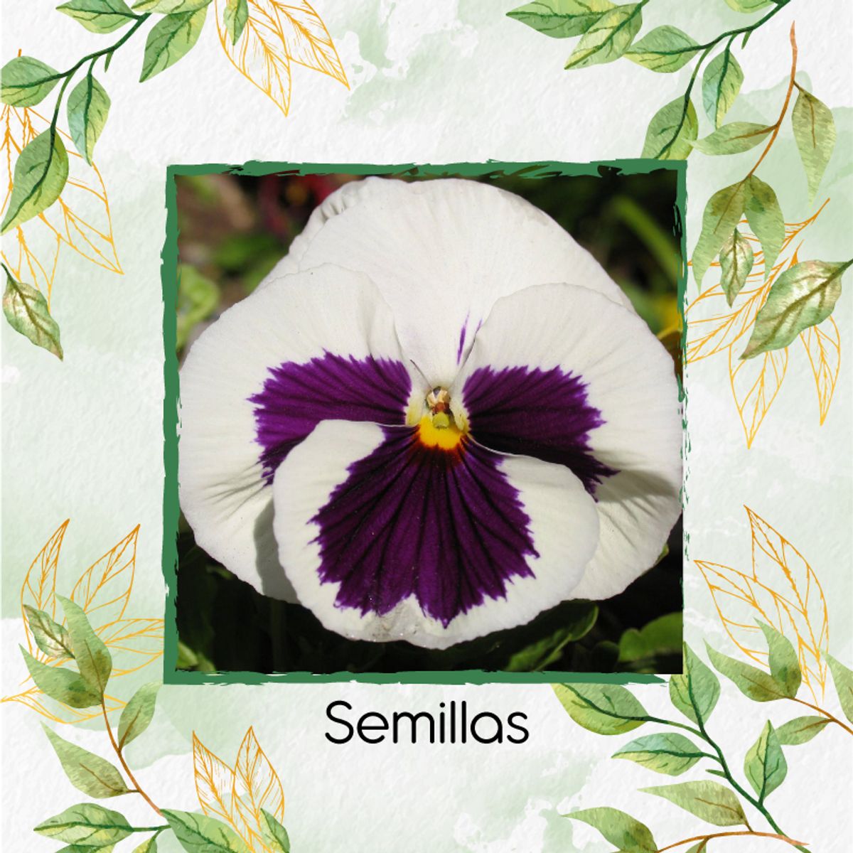 GENERICO - 40 Semillas Orgánicas De Flor Pensamiento Blanco Suizo