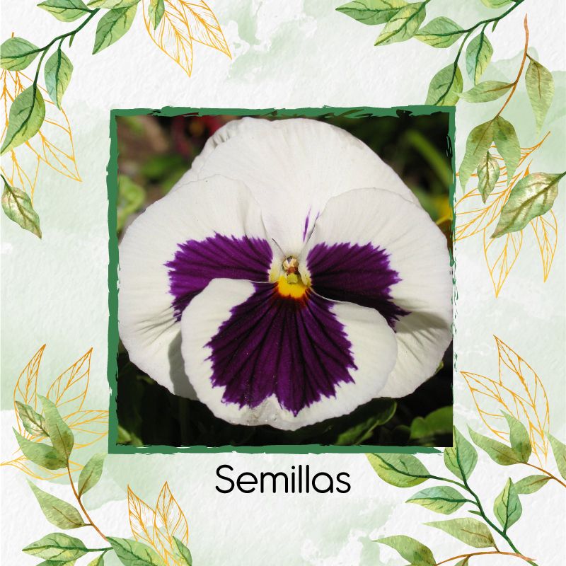 GENERICO - 40 Semillas Orgánicas De Flor Pensamiento Blanco Suizo