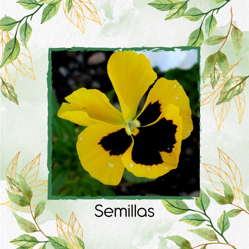 GENERICO - 40 Semillas Orgánicas De Flor Pensamiento Oro Suizo