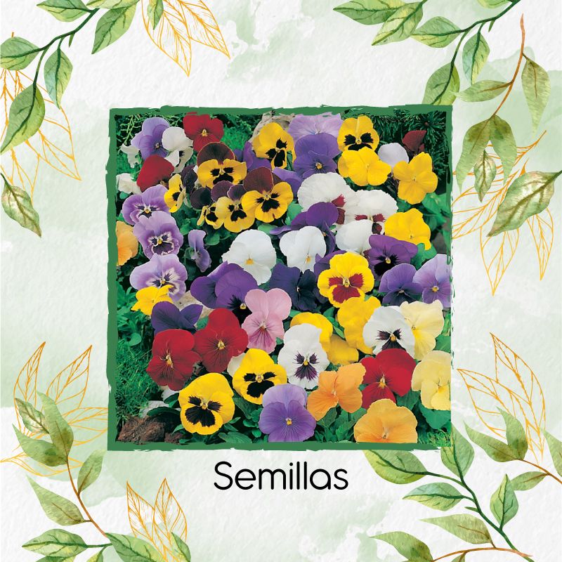 GENERICO - 50 Semillas Orgánicas De Flor Pensamiento Mezcla