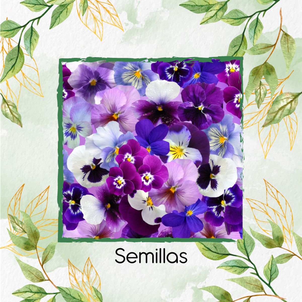 GENERICO - 4.000 Semillas Orgánicas De Flor Pensamiento Mezcla